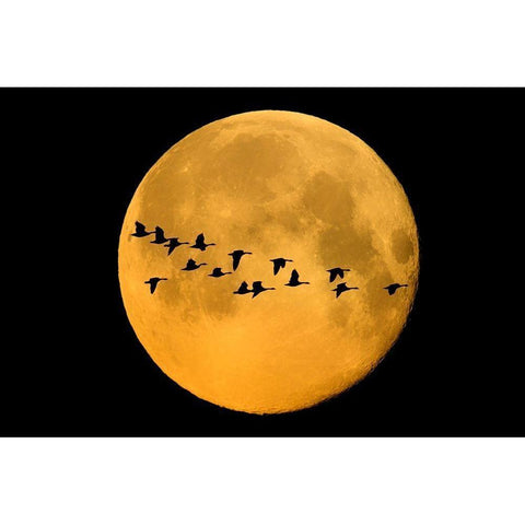 Canada-Winnipeg Montage of geese flying past harvest moon Black Modern Wood Framed Art Print by Jaynes Gallery