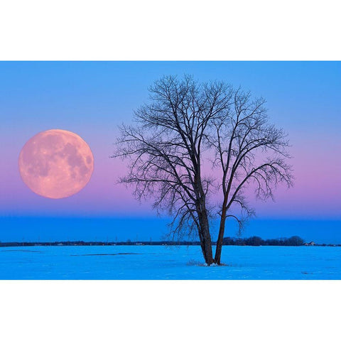 Canada-Manitoba-Dugald Full moon and cottonwood tree at dawn Black Modern Wood Framed Art Print by Jaynes Gallery