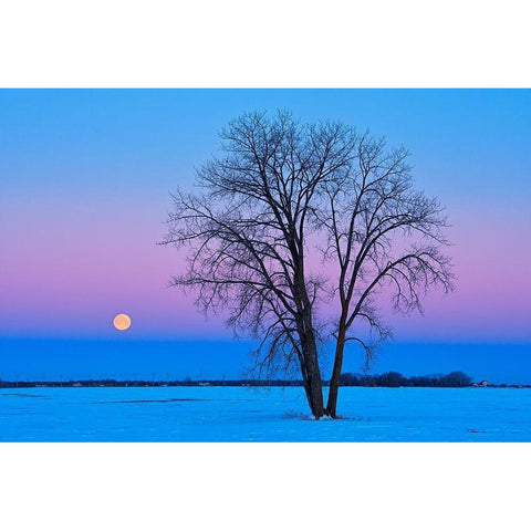 Canada-Manitoba-Dugald Full moon and cottonwood tree at dawn Black Modern Wood Framed Art Print by Jaynes Gallery