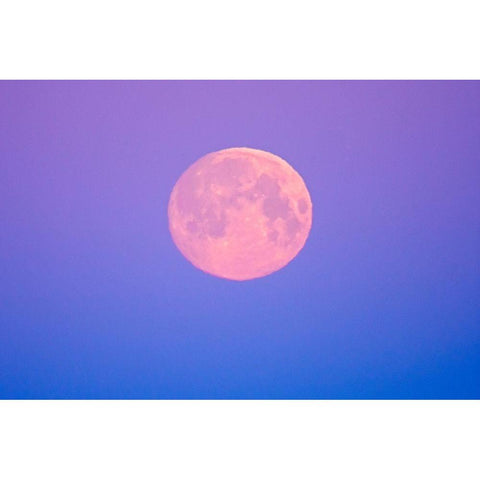 Canada-Manitoba-Dugald Full moon at dawn Black Modern Wood Framed Art Print by Jaynes Gallery