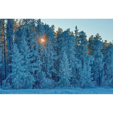 Canada-Manitoba-Belair Provincial Forest Backlit jack pine trees covered in hoarfrost White Modern Wood Framed Art Print by Jaynes Gallery