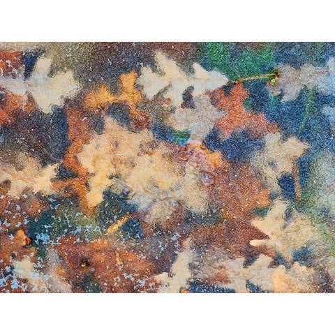 Canada-Manitoba-Winnipeg Autumn leaves frozen in ice Black Modern Wood Framed Art Print with Double Matting by Jaynes Gallery