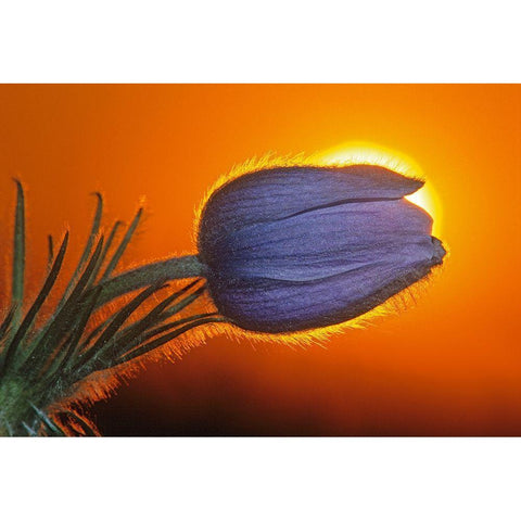 Canada-Manitoba-Winnipeg Prairie crocus backlit at sunrise White Modern Wood Framed Art Print by Jaynes Gallery