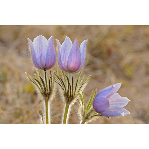 Canada-Manitoba-Sandilands Provincial Forest Prairie crocus flowers close-up Black Modern Wood Framed Art Print by Jaynes Gallery