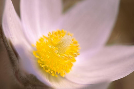 Image Only