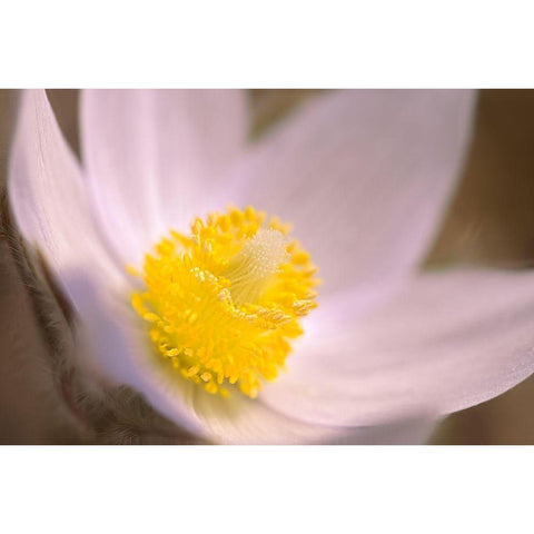 Canada-Manitoba-Mars Hill Wildlife Management Area Detail of prairie crocus flower Black Modern Wood Framed Art Print by Jaynes Gallery