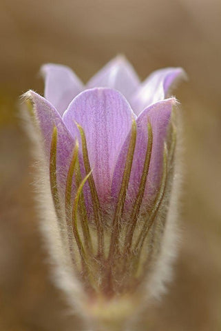 Canada-Manitoba-Mars Hill Wildlife Management Area Detail of prairie crocus flower Black Ornate Wood Framed Art Print with Double Matting by Jaynes Gallery