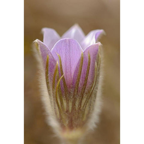 Canada-Manitoba-Mars Hill Wildlife Management Area Detail of prairie crocus flower Black Modern Wood Framed Art Print with Double Matting by Jaynes Gallery