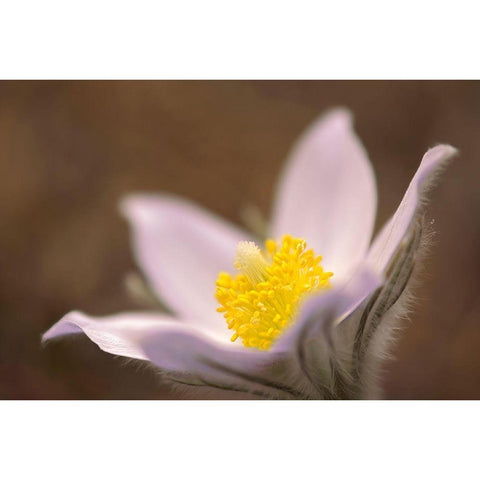 Canada-Manitoba-Mars Hill Wildlife Management Area Detail of prairie crocus flower White Modern Wood Framed Art Print by Jaynes Gallery