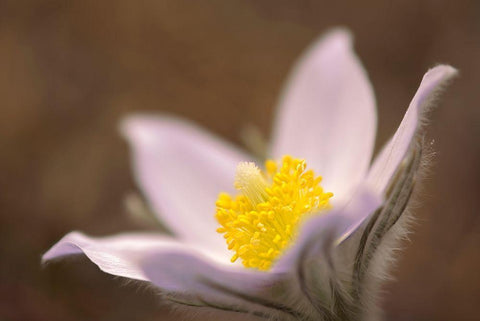 Canada-Manitoba-Mars Hill Wildlife Management Area Detail of prairie crocus flower White Modern Wood Framed Art Print with Double Matting by Jaynes Gallery