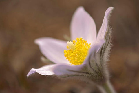 Canada-Manitoba-Mars Hill Wildlife Management Area Detail of prairie crocus flower White Modern Wood Framed Art Print with Double Matting by Jaynes Gallery
