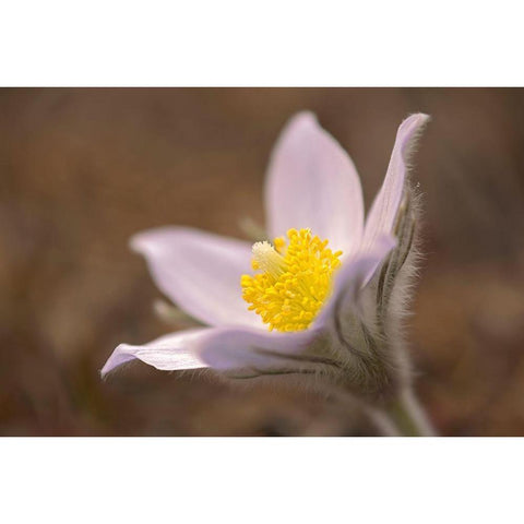 Canada-Manitoba-Mars Hill Wildlife Management Area Detail of prairie crocus flower Black Modern Wood Framed Art Print with Double Matting by Jaynes Gallery