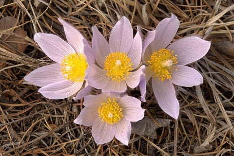 Canada-Manitoba-Mars Hill Wildlife Management Area Close-up of prairie crocus flowers White Modern Wood Framed Art Print with Double Matting by Jaynes Gallery