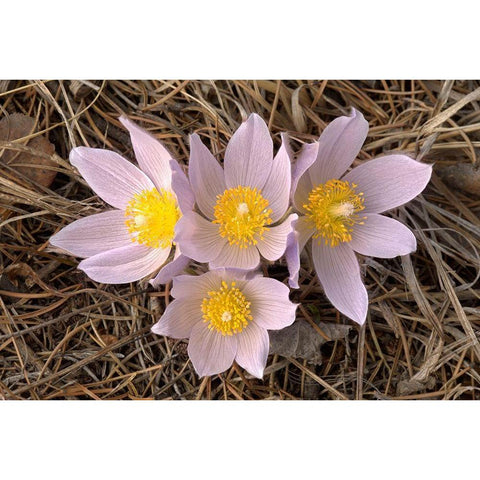 Canada-Manitoba-Mars Hill Wildlife Management Area Close-up of prairie crocus flowers Gold Ornate Wood Framed Art Print with Double Matting by Jaynes Gallery