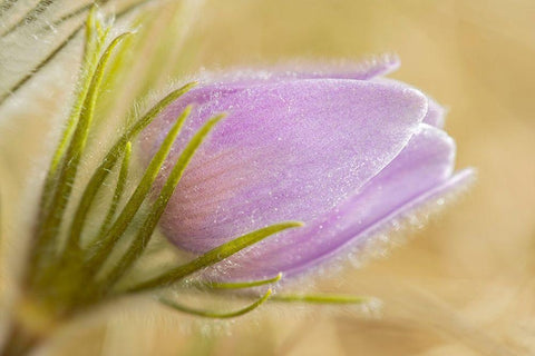 Canada-Manitoba-Winnipeg Close-up of prairie crocus flower Black Ornate Wood Framed Art Print with Double Matting by Jaynes Gallery