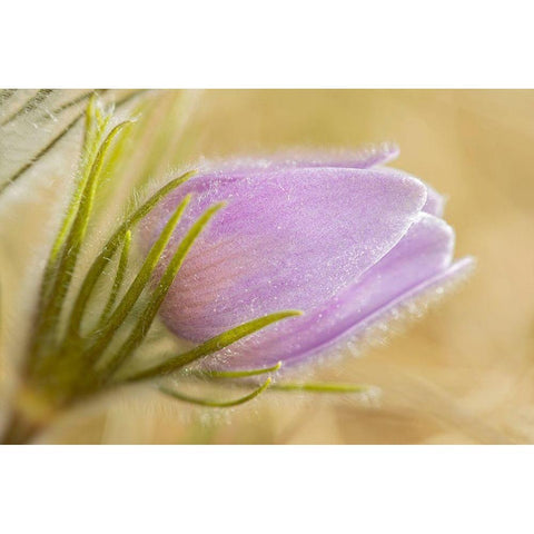 Canada-Manitoba-Winnipeg Close-up of prairie crocus flower Black Modern Wood Framed Art Print by Jaynes Gallery