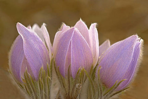 Canada-Manitoba-Mars Hill Wildlife Management Area Close-up of prairie crocus flowers White Modern Wood Framed Art Print with Double Matting by Jaynes Gallery