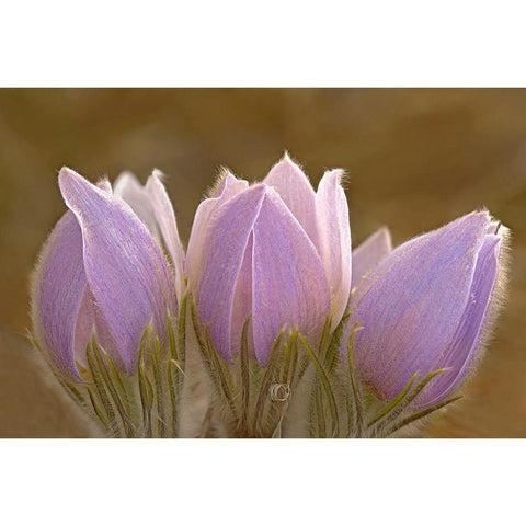 Canada-Manitoba-Mars Hill Wildlife Management Area Close-up of prairie crocus flowers Gold Ornate Wood Framed Art Print with Double Matting by Jaynes Gallery