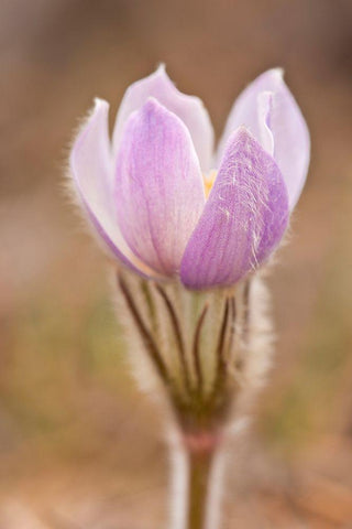 Canada-Manitoba-Sandilands Provincial Forest Prairie crocus flower close-up White Modern Wood Framed Art Print with Double Matting by Jaynes Gallery