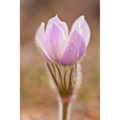 Canada-Manitoba-Sandilands Provincial Forest Prairie crocus flower close-up Black Modern Wood Framed Art Print by Jaynes Gallery