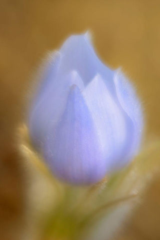 Canada-Manitoba-Winnipeg Close-up of prairie crocus flower Black Ornate Wood Framed Art Print with Double Matting by Jaynes Gallery