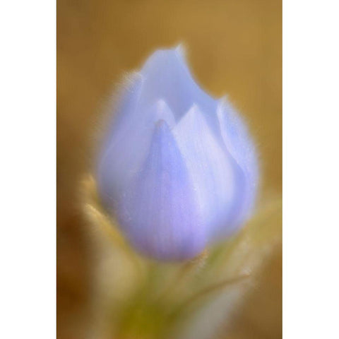 Canada-Manitoba-Winnipeg Close-up of prairie crocus flower Black Modern Wood Framed Art Print by Jaynes Gallery