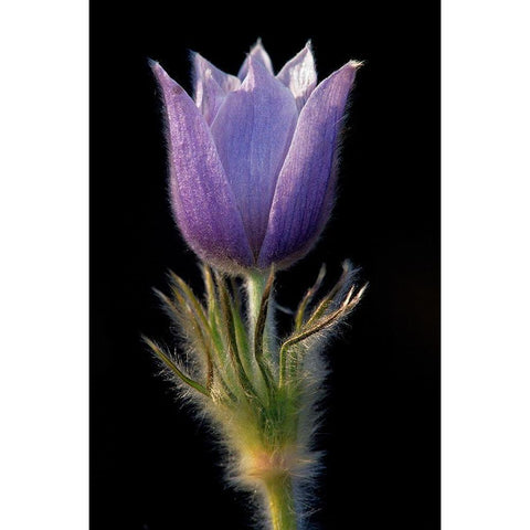 Canada-Manitoba-Sandilands Provincial Forest Prairie crocus flower close-up Gold Ornate Wood Framed Art Print with Double Matting by Jaynes Gallery