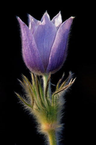 Canada-Manitoba-Sandilands Provincial Forest Prairie crocus flower close-up White Modern Wood Framed Art Print with Double Matting by Jaynes Gallery