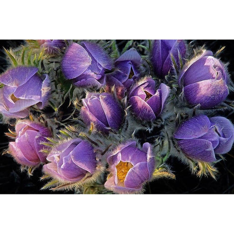 Canada-Manitoba-Sandilands Provincial Forest Prairie crocus flowers close-up Gold Ornate Wood Framed Art Print with Double Matting by Jaynes Gallery