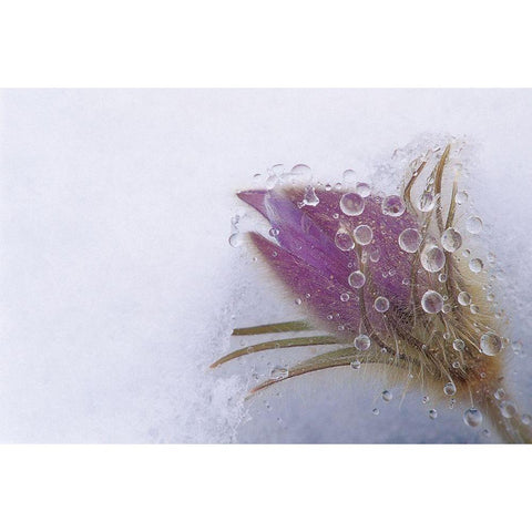 Canada-Manitoba-Sandilands Provincial Forest Prairie crocus flowers close-up through window Black Modern Wood Framed Art Print by Jaynes Gallery