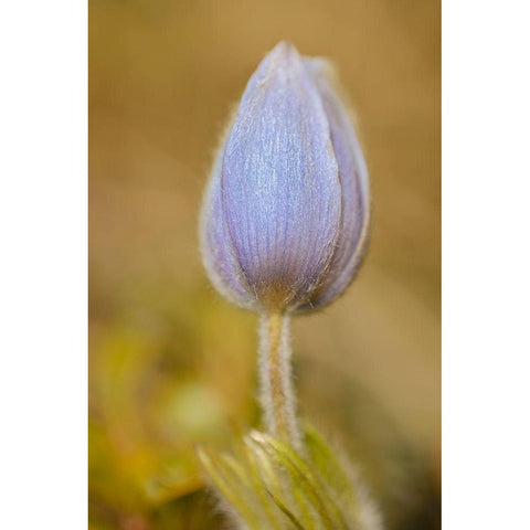 Canada-Manitoba-Libau Prairie crocus flower close-up Black Modern Wood Framed Art Print with Double Matting by Jaynes Gallery