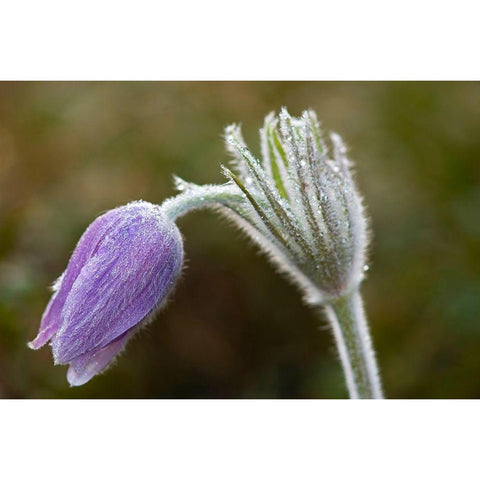 Canada-Manitoba-Sandilands Provincial Forest Prairie crocus flower close-up Black Modern Wood Framed Art Print by Jaynes Gallery