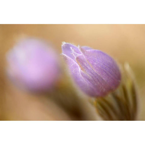 Canada-Manitoba-Libau Prairie crocus flower close-up Black Modern Wood Framed Art Print by Jaynes Gallery