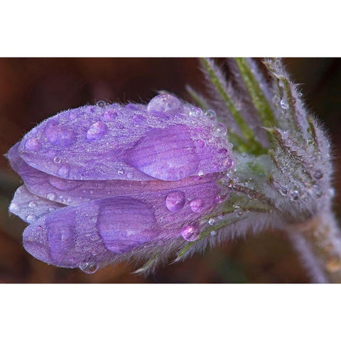 Canada-Manitoba-Sandilands Provincial Forest Prairie crocus flowers with dew lose-up Black Modern Wood Framed Art Print by Jaynes Gallery