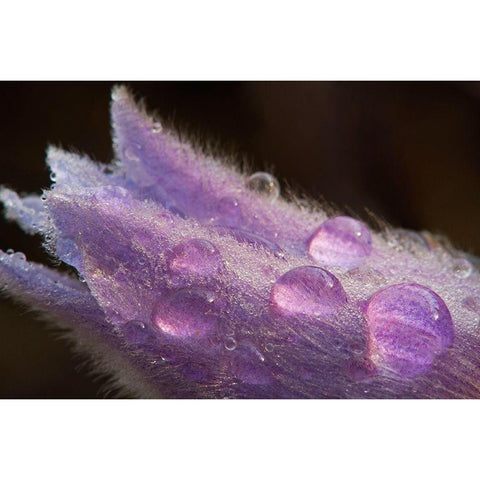 Canada-Manitoba-Sandilands Provincial Forest Prairie crocus flowers with dew lose-up Black Modern Wood Framed Art Print with Double Matting by Jaynes Gallery