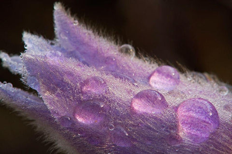 Canada-Manitoba-Sandilands Provincial Forest Prairie crocus flowers with dew lose-up White Modern Wood Framed Art Print with Double Matting by Jaynes Gallery