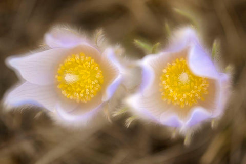 Canada-Manitoba-Winnipeg Close-up of prairie crocus flowers Black Ornate Wood Framed Art Print with Double Matting by Jaynes Gallery