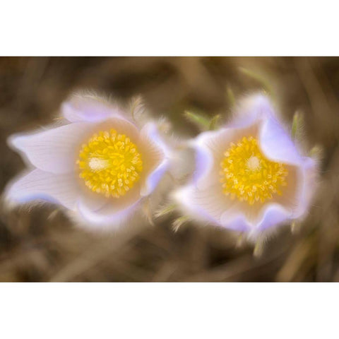 Canada-Manitoba-Winnipeg Close-up of prairie crocus flowers Black Modern Wood Framed Art Print by Jaynes Gallery