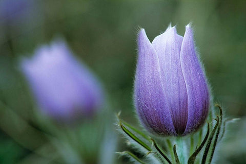 Canada-Manitoba-Sandilands Provincial Forest Prairie crocus flower close-up White Modern Wood Framed Art Print with Double Matting by Jaynes Gallery