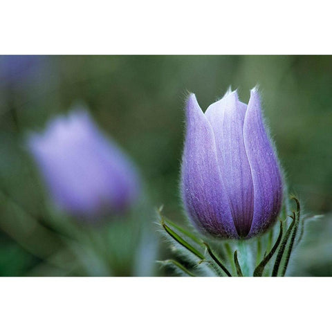 Canada-Manitoba-Sandilands Provincial Forest Prairie crocus flower close-up Black Modern Wood Framed Art Print by Jaynes Gallery