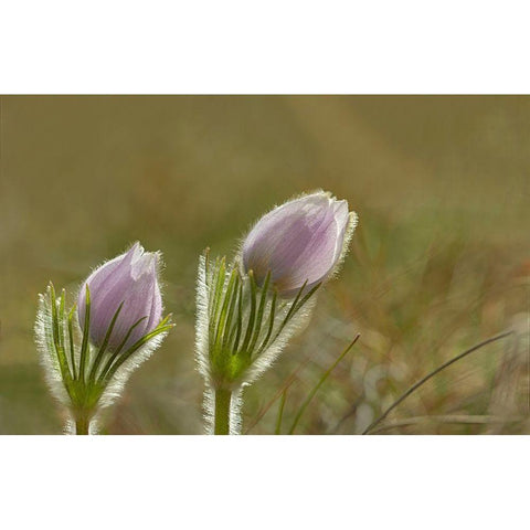 Canada-Manitoba-Winnipeg Close-up of prairie crocus flowers Gold Ornate Wood Framed Art Print with Double Matting by Jaynes Gallery