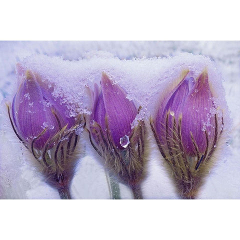 Canada-Manitoba-Sandilands Provincial Forest Prairie crocus flowers in late snow Black Modern Wood Framed Art Print by Jaynes Gallery