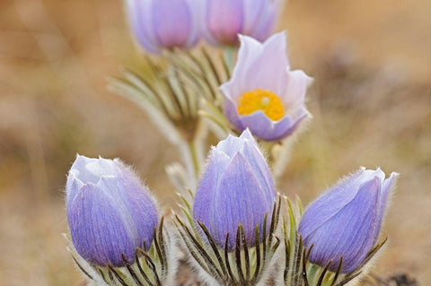 Canada-Manitoba Prairie crocus flowers close-up Black Ornate Wood Framed Art Print with Double Matting by Jaynes Gallery
