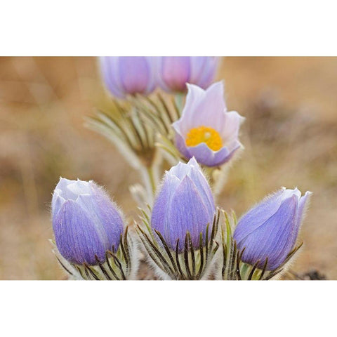 Canada-Manitoba Prairie crocus flowers close-up Black Modern Wood Framed Art Print by Jaynes Gallery