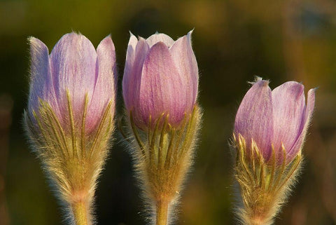 Canada-Manitoba-Sandilands Provincial Forest Prairie crocus flowers close-up Black Ornate Wood Framed Art Print with Double Matting by Jaynes Gallery
