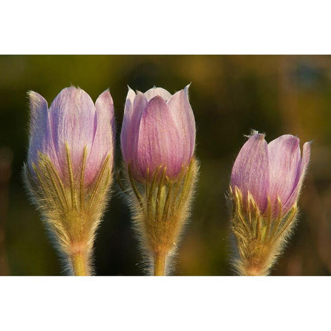 Canada-Manitoba-Sandilands Provincial Forest Prairie crocus flowers close-up Black Modern Wood Framed Art Print with Double Matting by Jaynes Gallery