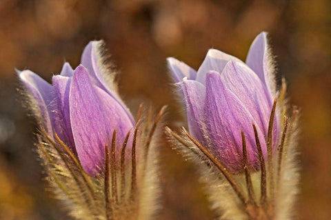 Canada-Manitoba-Sandilands Provincial Forest Prairie crocus flowers close-up Black Ornate Wood Framed Art Print with Double Matting by Jaynes Gallery