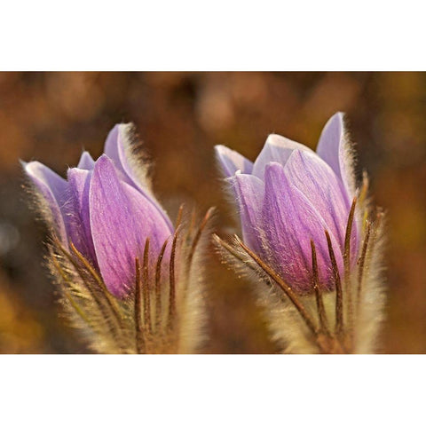 Canada-Manitoba-Sandilands Provincial Forest Prairie crocus flowers close-up Black Modern Wood Framed Art Print by Jaynes Gallery
