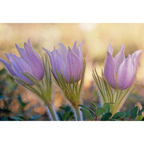 Canada-Manitoba-Sandilands Provincial Forest Prairie crocus flowers close-up White Modern Wood Framed Art Print by Jaynes Gallery
