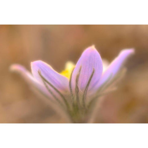 Canada-Manitoba-Libau Prairie crocus flower close-up Black Modern Wood Framed Art Print with Double Matting by Jaynes Gallery